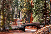 Sequoia National Park