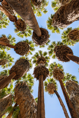 Palm Springs, CA